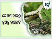 ରେଶମ ଚାଷ କରି ଲକ୍ଷ ଲକ୍ଷ ରୋଜଗାର ରେଶମ ଚାଷ କରି ଲକ୍ଷ ଲକ୍ଷ ରୋଜଗାର