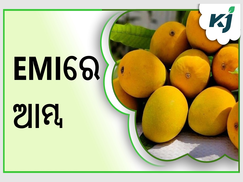 alphonso-mangoes-now-available-on-emi