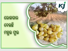 ଆଦିବାସୀଙ୍କୁ ଦାନା ଦେଉଛି ମହୁଲ ଫୁଲ ଆଦିବାସୀଙ୍କୁ ଦାନା ଦେଉଛି ମହୁଲ ଫୁଲ