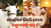 ଖରାଦିନେ କିପରି ନେବେ ପଶୁମାନଙ୍କ ଯତ୍ନ ?