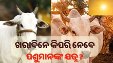 ଖରାଦିନେ କିପରି ନେବେ ପଶୁମାନଙ୍କ ଯତ୍ନ ?