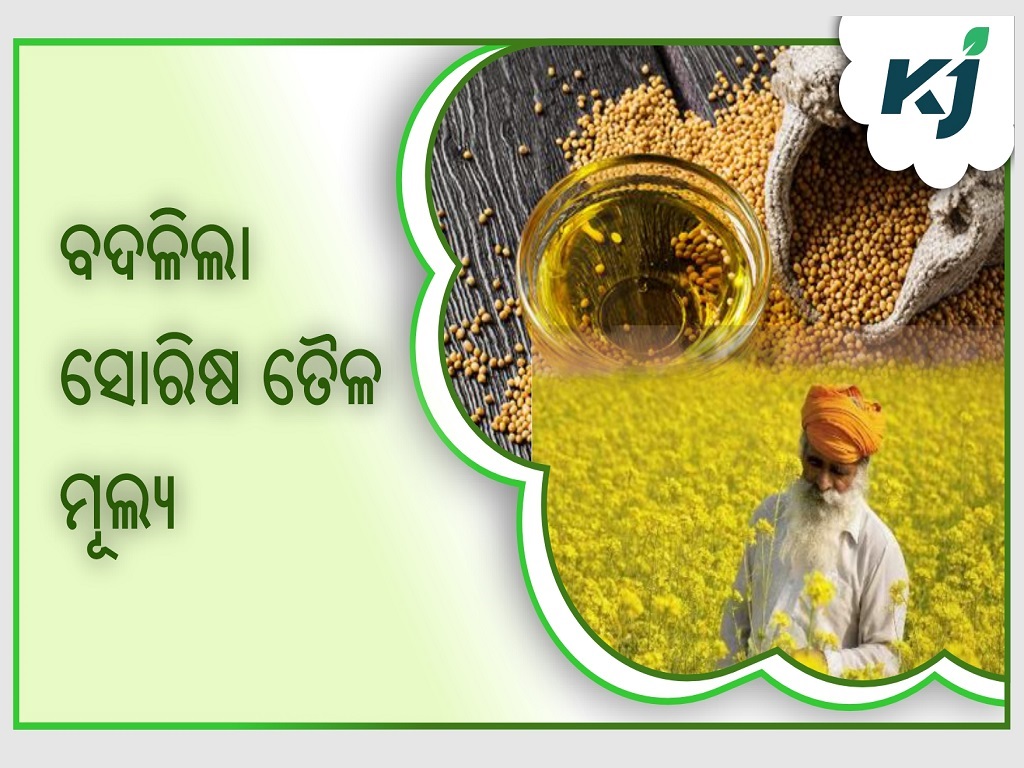 Prices for mustard seeds fall below MSP