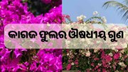କାଗଜ ଫୁଲରେ ଅଛି ଭରପୂର ଔଷଧୀୟ ଗୁଣ, ଚାଷ କରି ଲାଭବାନ ଚାଷୀ....