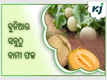 ଦୁନିଆର ସବୁଠୁ ଦାମୀ ଫଳ ,ଦାମ ଜାଣିଲେ ହେବନି ବିଶ୍ୱାସ  ଦୁନିଆର ସବୁଠୁ ଦାମୀ ଫଳ ,ଦାମ ଜାଣିଲେ ହେବନି ବିଶ୍ୱାସ