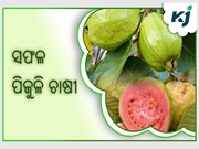 ରୋଜଗାର ଦେଇଛି ପିଜୁଳିଚାଷ , ଲକ୍ଷ ଲକ୍ଷ ଟଙ୍କା ରୋଜଗାର