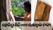 ଏହି ଗଛର ଛେଲିରୁ ମିଳିଥାଏ ଲକ୍ଷାଧିକ ଟଙ୍କା...