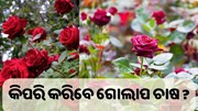 ଗୋଲାପ ଚାଷ କରି ହୁଅନ୍ତୁ ଉଦ୍ୟୋଗପତି, ଜାଣନ୍ତୁ ଚାଷ ପ୍ରଣାଳୀ... 