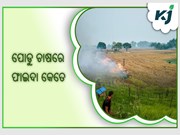 କେଉଁଠି କରାଯାଏ ପୋଡୁ ଚାଷ ,କଣ ରହିଛି ଫାଇଦା  କେଉଁଠି କରାଯାଏ ପୋଡୁ ଚାଷ ,କଣ ରହିଛି ଫାଇଦା