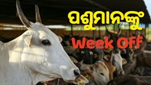 ଏହି ଜାଗାରେ ପଶୁମାନଙ୍କୁ ମିଳିଥାଏ ସାପ୍ତାହିକ ଛୁଟି...