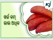 କନ୍ଦମୂଳ ଚାଷ: ଖର୍ଚ୍ଚ କମ୍ ଲାଭ ଅଧିକ କନ୍ଦମୂଳ ଚାଷ: ଖର୍ଚ୍ଚ କମ୍ ଲାଭ ଅଧିକ