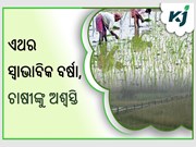 ଚଳିତବର୍ଷ ସ୍ୱାଭାବିକ ମୌସୁମୀ ବର୍ଷାକୁ ନେଇ ଖୁସିରେ ଚାଷୀ