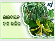 ଭାନିଲା ଚାଷ :କିଲୋଗ୍ରାମ ପିଛା 50ହଜାର ଟଙ୍କା  ଭାନିଲା ଚାଷ :କିଲୋଗ୍ରାମ ପିଛା 50ହଜାର ଟଙ୍କା