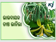 ଭାନିଲା ଚାଷ :କିଲୋଗ୍ରାମ ପିଛା 50ହଜାର ଟଙ୍କା  ଭାନିଲା ଚାଷ :କିଲୋଗ୍ରାମ ପିଛା 50ହଜାର ଟଙ୍କା