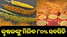 Millet Farming: କୃଷକଙ୍କୁ ମିଳିବ ୮୦% ସବସିଡ଼ି..