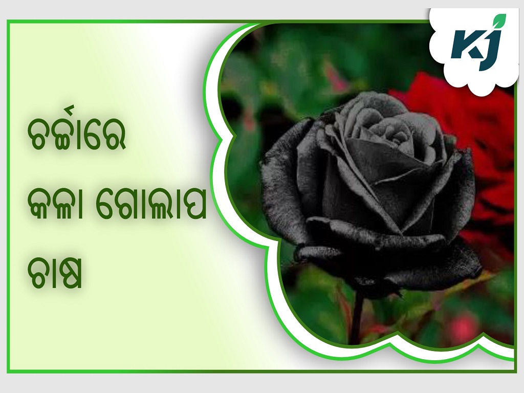 How you can easily develop black roses at home