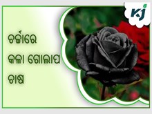 ଚର୍ଚ୍ଚାରେ କଳା ଗୋଲାପ ଚାଷ : ଜାଣନ୍ତୁ ଅଧିକ ତଥ୍ୟ  ଚର୍ଚ୍ଚାରେ କଳା ଗୋଲାପ ଚାଷ : ଜାଣନ୍ତୁ ଅଧିକ ତଥ୍ୟ