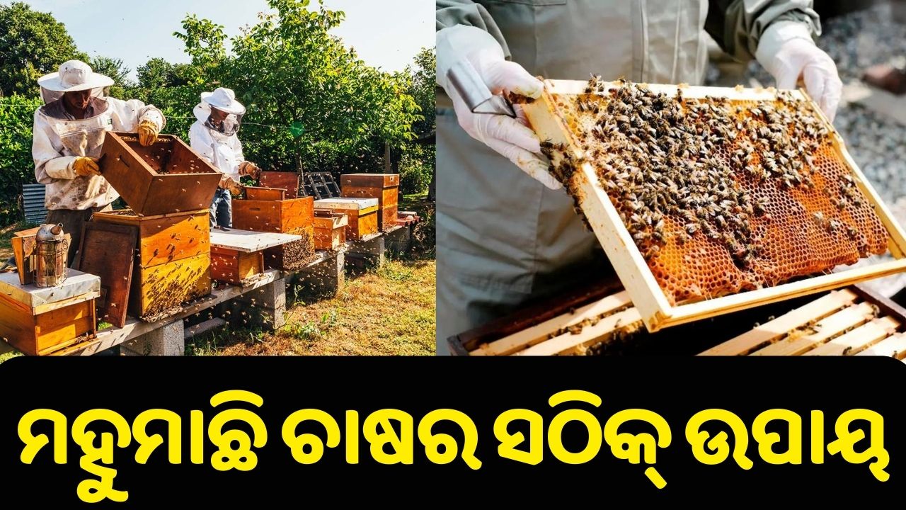 Honeybee Farming