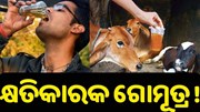 କ୍ଷତିକାରକ ଗୋମୂତ୍ର !ଏମିତି କହିଲା ଭାରତୀୟ ପ୍ରାଣୀ ଚିକିତ୍ସା ଅନୁସନ୍ଧାନ ପ୍ରତିଷ୍ଠାନ...