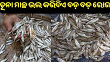 ଜାଣନ୍ତୁ ଚୂନା ମାଛ ଖାଇଲେ ମିଳିଥାଏ କେଉଁ କେଉଁ ଲାଭ ?