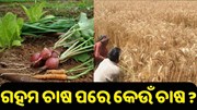ଗହମ କାଟି ସାରିବା ପରେ ସେହି ଜମିରେ ଆଉ କେଉଁ ଚାଷ କରି ପାରିବେ ? ଗହମ କାଟି ସାରିବା ପରେ ସେହି ଜମିରେ ଆଉ କେଉଁ ଚାଷ କରି ପାରିବେ ?