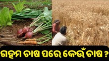 ଗହମ କାଟି ସାରିବା ପରେ ସେହି ଜମିରେ ଆଉ କେଉଁ ଚାଷ କରି ପାରିବେ ? ଗହମ କାଟି ସାରିବା ପରେ ସେହି ଜମିରେ ଆଉ କେଉଁ ଚାଷ କରି ପାରିବେ ?