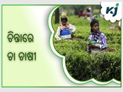 ଅନିଶ୍ଚିତତାରେ ଦାର୍ଜିଲିଂ ଚା’ର ଚାହିଦା,ଚିନ୍ତାରେ ଚା ଚାଷୀ 