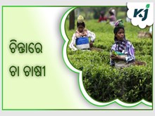 ଅନିଶ୍ଚିତତାରେ ଦାର୍ଜିଲିଂ ଚା’ର ଚାହିଦା,ଚିନ୍ତାରେ ଚା ଚାଷୀ  ଅନିଶ୍ଚିତତାରେ ଦାର୍ଜିଲିଂ ଚା’ର ଚାହିଦା,ଚିନ୍ତାରେ ଚା ଚାଷୀ