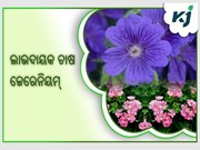 ଜେରେନିୟମ୍ ଚାଷ :ରୋଜଗାର କରିବେ ଲକ୍ଷ ଲକ୍ଷ ଟଙ୍କା  ଜେରେନିୟମ୍ ଚାଷ :ରୋଜଗାର କରିବେ ଲକ୍ଷ ଲକ୍ଷ ଟଙ୍କା