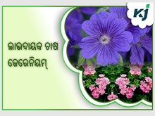 ଜେରେନିୟମ୍ ଚାଷ :ରୋଜଗାର କରିବେ ଲକ୍ଷ ଲକ୍ଷ ଟଙ୍କା  ଜେରେନିୟମ୍ ଚାଷ :ରୋଜଗାର କରିବେ ଲକ୍ଷ ଲକ୍ଷ ଟଙ୍କା