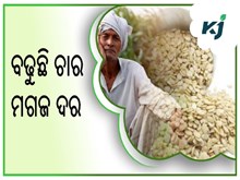 ବୃଦ୍ଧି ପାଉଛି ବଜାରରେ ଚାର୍ ମଗଜ ଦର ବୃଦ୍ଧି ପାଉଛି ବଜାରରେ ଚାର୍ ମଗଜ ଦର