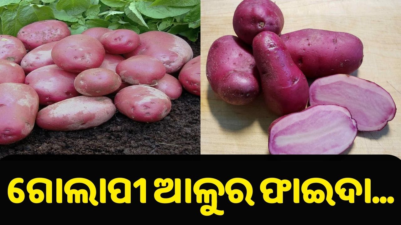 Pink Potato Farming