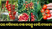 ଘର ଅଗଣାରେ କରନ୍ତୁ ଚେରି ଟମାଟୋ ଚାଷ..