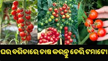 ଘର ଅଗଣାରେ କରନ୍ତୁ ଚେରି ଟମାଟୋ ଚାଷ.. ଘର ଅଗଣାରେ କରନ୍ତୁ ଚେରି ଟମାଟୋ ଚାଷ..