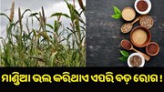 ଏହି ସବୁ ରୋଗ ଭଲ କରିଥାଏ ମାଣ୍ଡିଆ.....