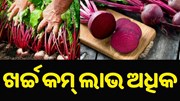 ଅଦିନିଆ ବିଟ୍ ରୁଟ୍ ଚାଷ କରି ବଢ଼ାନ୍ତୁ ନିଜର ରୋଜଗାର..