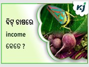ବିଟରୁଟ୍ ଚାଷ କରି କେତେ କରିପାରିବେ income ?  ବିଟରୁଟ୍ ଚାଷ କରି କେତେ କରିପାରିବେ income ?
