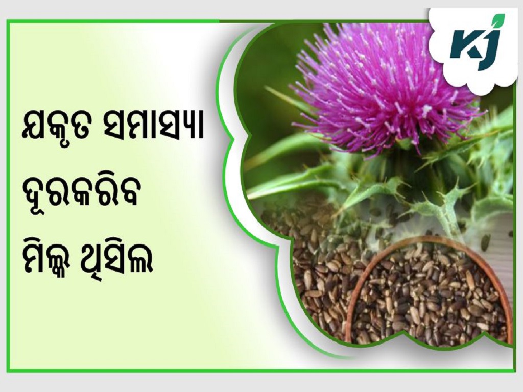 Herb "milk thistle" is utilised to support the health of the liver