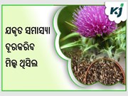  ମିଲ୍କ ଥିସିଲ କ’ଣ? କ’ଣ ରହିଛି ଆକର୍ଷଣୀୟ ସ୍ୱାସ୍ଥ୍ୟ ଉପକାରିତା........
