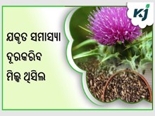  ମିଲ୍କ ଥିସିଲ କ’ଣ? କ’ଣ ରହିଛି ଆକର୍ଷଣୀୟ ସ୍ୱାସ୍ଥ୍ୟ ଉପକାରିତା........