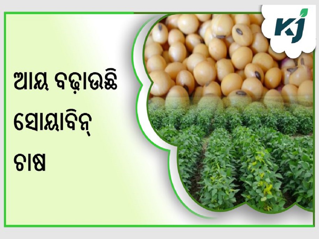 One of the most adaptable foods, the soybean provides a highly rich source of important elements
