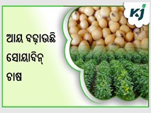ସୋୟାବିନ୍ ଚାଷ କରି ବଢ଼ାନ୍ତୁ ନିଜର ଆୟ  ସୋୟାବିନ୍ ଚାଷ କରି ବଢ଼ାନ୍ତୁ ନିଜର ଆୟ