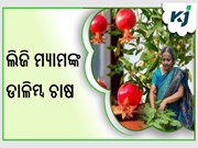  ଲିଜି ମ୍ୟାମଙ୍କ ଡାଳିମ୍ବ ଚାଷ ଜାଣନ୍ତୁ ଚାଷ ପ୍ରଣାଳୀ 