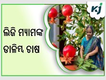  ଲିଜି ମ୍ୟାମଙ୍କ ଡାଳିମ୍ବ ଚାଷ ଜାଣନ୍ତୁ ଚାଷ ପ୍ରଣାଳୀ 