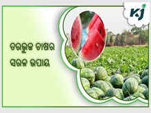 ଖରାଦିନିଆ ତରଭୁଜ ଚାଷର ସରଳ ଉପାୟ  ଖରାଦିନିଆ ତରଭୁଜ ଚାଷର ସରଳ ଉପାୟ