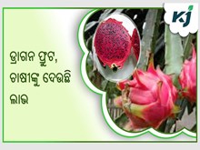 ବିଦେଶୀ ଫଳ ଡ୍ରାଗନ ଫ୍ରୁଟ ଚାଷକରି ଚର୍ଚ୍ଚାରେ ବିଦେଶୀ ଫଳ ଡ୍ରାଗନ ଫ୍ରୁଟ ଚାଷକରି ଚର୍ଚ୍ଚାରେ