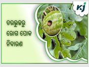 ତରଭୁଜ ଚାଷୀ ଜାଣନ୍ତୁ କିପରି କରିବେ ରୋଗ ପୋକ ନିୟନ୍ତ୍ରଣ  ତରଭୁଜ ଚାଷୀ ଜାଣନ୍ତୁ କିପରି କରିବେ ରୋଗ ପୋକ ନିୟନ୍ତ୍ରଣ