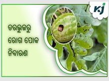 ତରଭୁଜ ଚାଷୀ ଜାଣନ୍ତୁ କିପରି କରିବେ ରୋଗ ପୋକ ନିୟନ୍ତ୍ରଣ  ତରଭୁଜ ଚାଷୀ ଜାଣନ୍ତୁ କିପରି କରିବେ ରୋଗ ପୋକ ନିୟନ୍ତ୍ରଣ