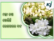 ମଲ୍ଲୀ ଚାଷ ଖୋଲିଛି ରୋଜଗାରର ବାଟ ,ଚାଷୀ ପାଉଛନ୍ତି ଲାଭ  ମଲ୍ଲୀ ଚାଷ ଖୋଲିଛି ରୋଜଗାରର ବାଟ ,ଚାଷୀ ପାଉଛନ୍ତି ଲାଭ