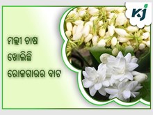 ମଲ୍ଲୀ ଚାଷ ଖୋଲିଛି ରୋଜଗାରର ବାଟ ,ଚାଷୀ ପାଉଛନ୍ତି ଲାଭ  ମଲ୍ଲୀ ଚାଷ ଖୋଲିଛି ରୋଜଗାରର ବାଟ ,ଚାଷୀ ପାଉଛନ୍ତି ଲାଭ