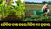 ଜୈବିକ ଚାଷକୁ ପ୍ରୋତ୍ସାହନ: ସରକାର ଦେବେ ୧୬,୦୦୦ ଟଙ୍କାର ଆର୍ଥିକ ସହାୟତା ଜୈବିକ ଚାଷକୁ ପ୍ରୋତ୍ସାହନ: ସରକାର ଦେବେ ୧୬,୦୦୦ ଟଙ୍କାର ଆର୍ଥିକ ସହାୟତା